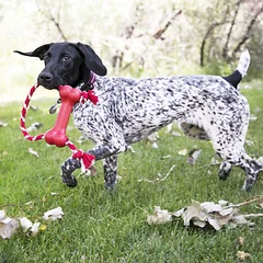 KONG Goodie Bone With Rope žaislas su natūralia guma ir virve labai mažiems šunims, Extra Small — 2 nuotrauka