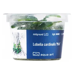 Akvariumo augalas Lobelia cardinalis Mini — 3 nuotrauka