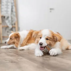 Trixie natūrali džiovinta pynė su jaučio peniu, skanėstas šunims, 15 cm, 10 vnt — 3 nuotrauka