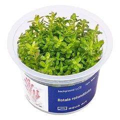 Akvariumo augalas Rotala rotundifolia