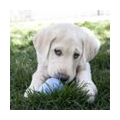 KONG Puppy Small Assorted - puppy toy — 5 nuotrauka