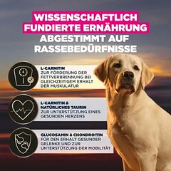 Eukanuba Adult Breed Care Labrador Retriever, sausas maistas šunims — 3 nuotrauka