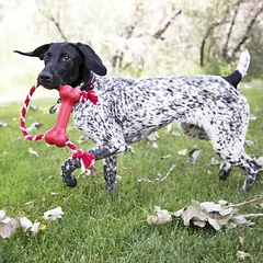 KONG Goodie Bonew /Rope M žaislas šuniui, 1 vnt. — 2 nuotrauka
