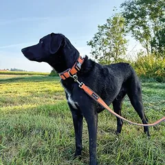 Petlando Outdoor 3 m pavadėlis, oranžinis, Vidutiniams 11–25 kg — 2 nuotrauka