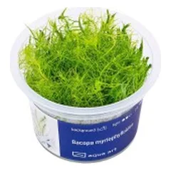 Akvariumo augalas Bacopa myriophylloides