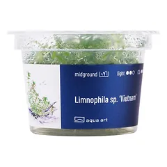 Akvariumo augalas Limnophila Vietnam — 3 nuotrauka