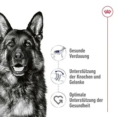 Royal Canin Maxi Adult padaže, drėgnas maistas šunims — 4 nuotrauka