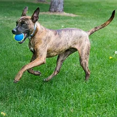 KONG Ultra SqueakAir Ball žaislas šunims, 2 x 3 vnt. kamuoliukų rinkinys ekonominėje pakuotėje — 3 nuotrauka