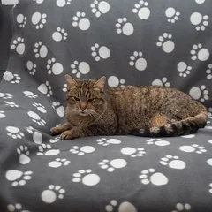 zooplus Exclusive flisinė antklodė katėms Pawty, Vidutiniams 11–25 kg — 5 nuotrauka