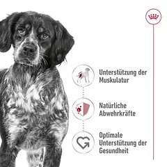 Royal Canin Medium Adult Mousse drėgnas maistas šunims — 3 nuotrauka