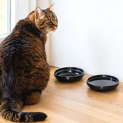 LucyBalu Katzennapf BOWL PORZELLAN - 2er-Set
