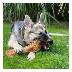 Stručio kaulas šunims - Paddock Farm Ostrich Dino Bone — 4 nuotrauka