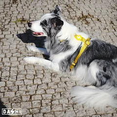 Dashi Solid nugaros pakinktai - reguliuojami apsauginiai pakinktai šunims, geltoni, Yellow / XS — 2 nuotrauka