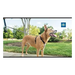 PetSafe Anti-Pull šuns pavadėlis - pavadėlis šunims, skirtas naudoti su nepatraukiančiomis petnešomis, 116cm — 2 nuotrauka
