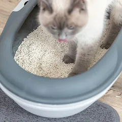 Trixie sugrumuliuojantis tofu kraikas katėms, 10 l / 4,5 kg — 3 nuotrauka
