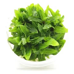 Staurogyne Repens INVs