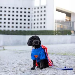 WARNER BROS DC Superman kostiumas šunims, Vidutiniams 11–25 kg — 5 nuotrauka