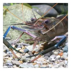 JBL ProNovo Crabs Wafer M pašaras krabams ir krevetėms 250 ml — 5 nuotrauka