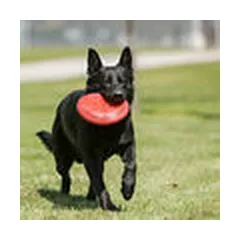 KONG Flyer Large - dog toy — 4 nuotrauka