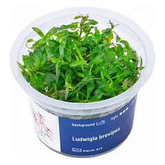 Akvariumo augalas Ludwigia brevipes
