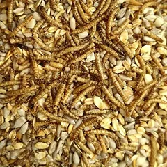KLASEBO Deluxe Wildvogelfutter mit Mehlwürmern, schalenlos