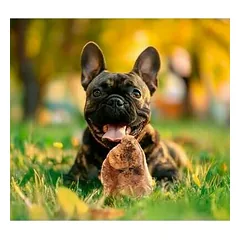 Dog Toy - Heath root L — 2 nuotrauka