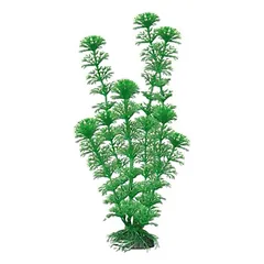 AMTRA CABOMBA augalas didelis 23cm 1vnt parduotuvėje Petz.lt