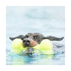 KONG AirDog Bone Medium - dog toy — 4 nuotrauka