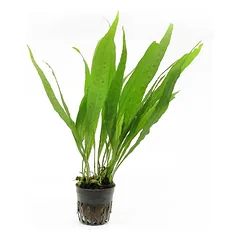 Microsorium pteropus F