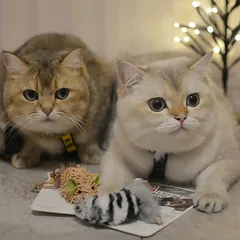 GiGwi žaislas katėms meškėnas su katžole, minkštas, dirbtinis kailis, tekstilė, 8 cm — 4 nuotrauka