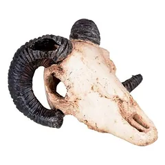 Dekoracija muflono kaukolė 9 cm