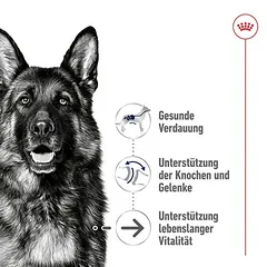 Royal Canin Maxi Ageing 8+ sausas maistas šunims — 3 nuotrauka
