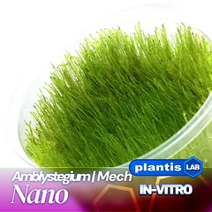 Amblystegium serpens (Nano samana) inv