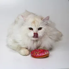 Croci Bakery Street Donut su katžole, žaislas katėms, 1 vnt. — 4 nuotrauka