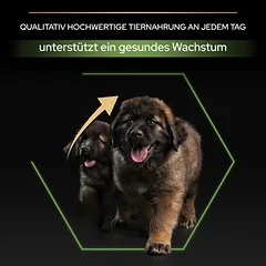 PURINA PRO PLAN Large Robust Puppy Healthy Start sausas maistas šuniukams, > 10 kg — 5 nuotrauka