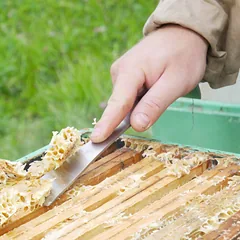 Rankena bičių rėmelių atskyrimui su šonine ausele nerūd.plieno 26 cm — 4 nuotrauka