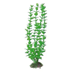AMTRA ROTALA augalas mažas 13cm 1vnt parduotuvėje Petz.lt