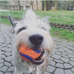 Chuckit! Ultra Ball S kamuoliukas, žaislas šunims, Labai mažiems < 4 kg — 3 nuotrauka