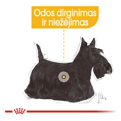 ROYAL CANIN CCN Mini dermacomfort sausas maistas suaugusių mažų veislių šunims, jautriai odai 1 kg — 3 nuotrauka