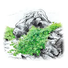 Akvariumo augalas Hemianthus callitrichoides Cuba — 2 nuotrauka