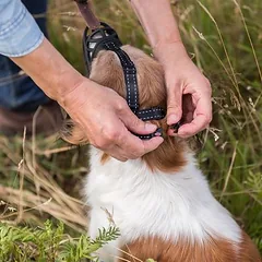 Trixie antsnukis Flex, guminis, Mažiems 5–10 kg — 4 nuotrauka