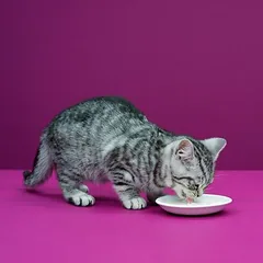 Whiskas Katzenmilch — 5 nuotrauka