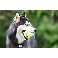 KONG AIRDOG SQUEAKAIR kamuoliukai šunims 3 vnt, M, geltoni — 3 nuotrauka
