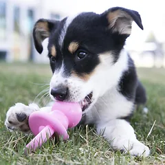 KONG Puppy Binkie žaislas šuniukams, mažas dydis — 2 nuotrauka