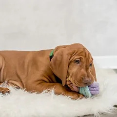 Trixie Junior mazgo kamuoliukas, virvė, Labai mažiems < 4 kg — 4 nuotrauka