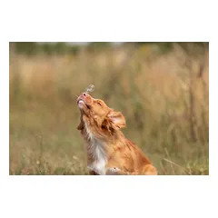 Trixie Bacon Bubbles muiliniai burbuliukai šunims su kiaulienos skoniu, 120 ml — 2 nuotrauka