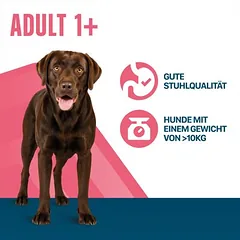 Perfect Fit Adult Hund (>10kg)