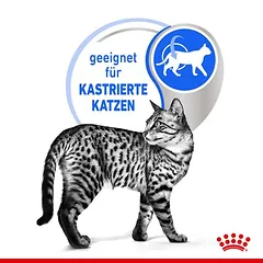 Royal Canin Indoor Sterilised drebutyje, drėgnas maistas katėms — 5 nuotrauka