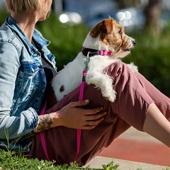 ROGZ Control Collar Red juostelinis smaugtukas 24-36cm HCW14C raudonas — 2 nuotrauka