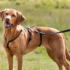 TRIXIE  Panic petnešos su apsauga nuo nuo pabėgimo, M-L 50-75 cm-20 mm, juodos — 2 nuotrauka